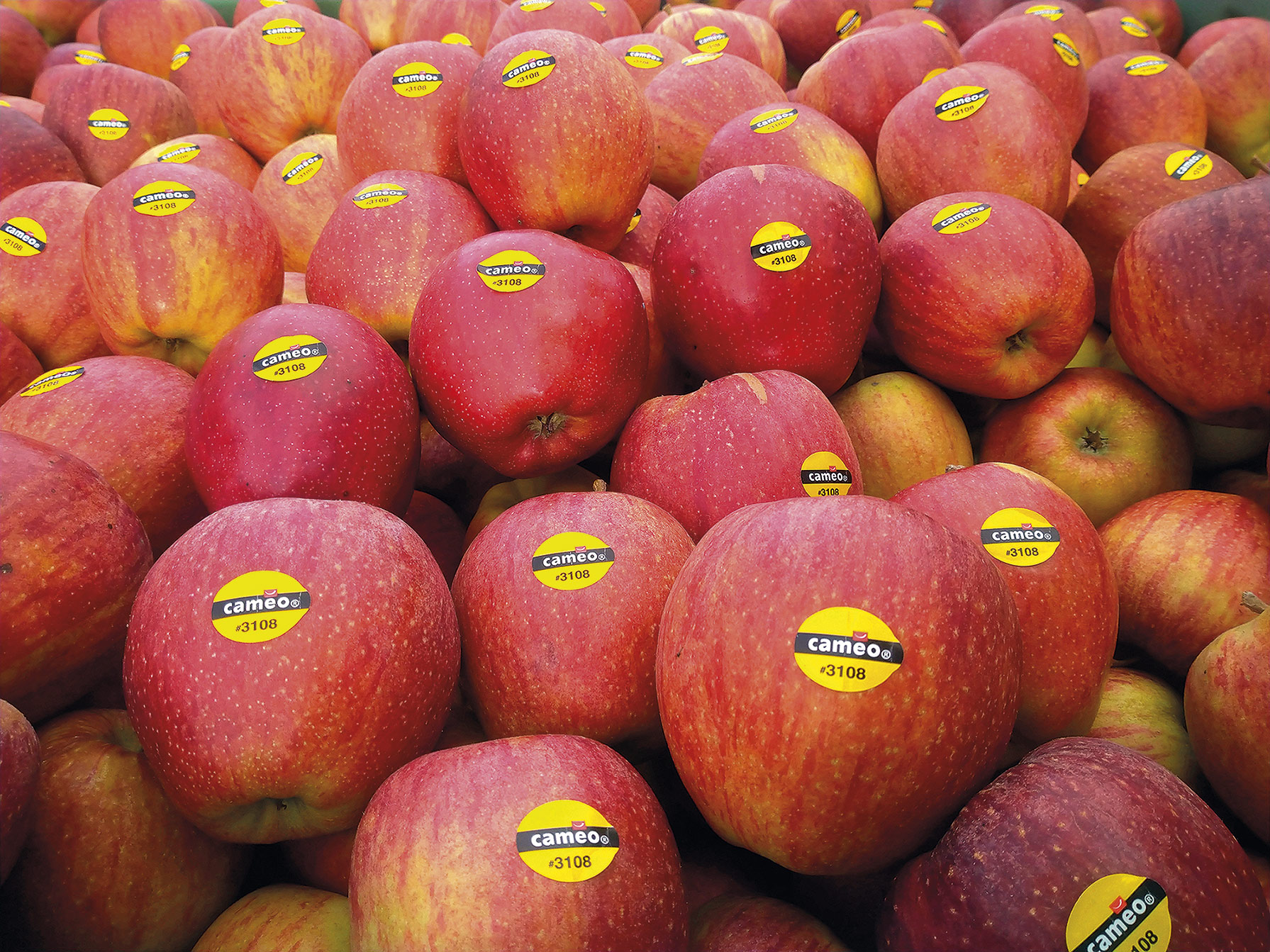 Značení ovoce číslicemi