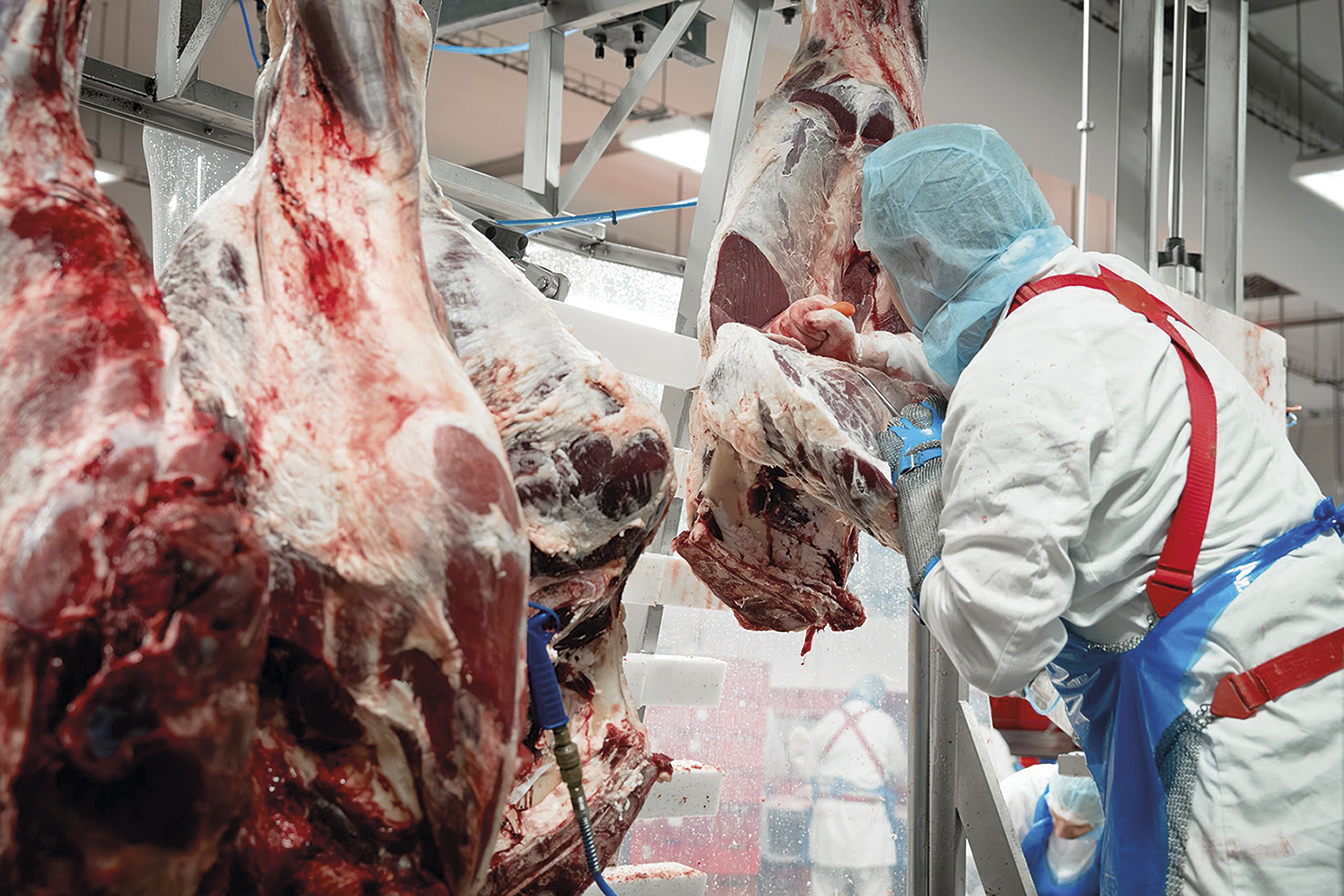 Urychlení procesu zrání masa před uzením probíhá pomocí moderních technologií. Ještě v ten samý den, kdy je maso nasoleno, může být díky modernímu způsobu zpracování, uzeno. 