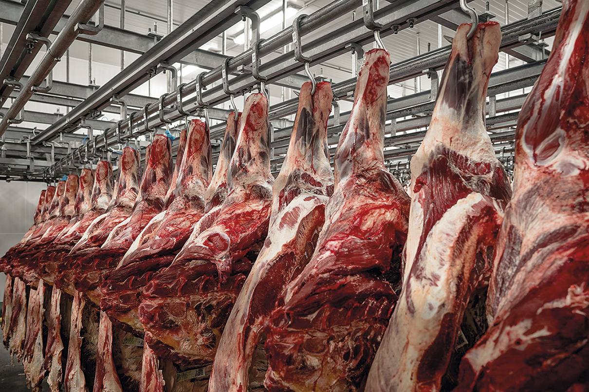 Kromě vepřového masa zpracovává masozávod v Modleticích také hovězí čtvrtě. 