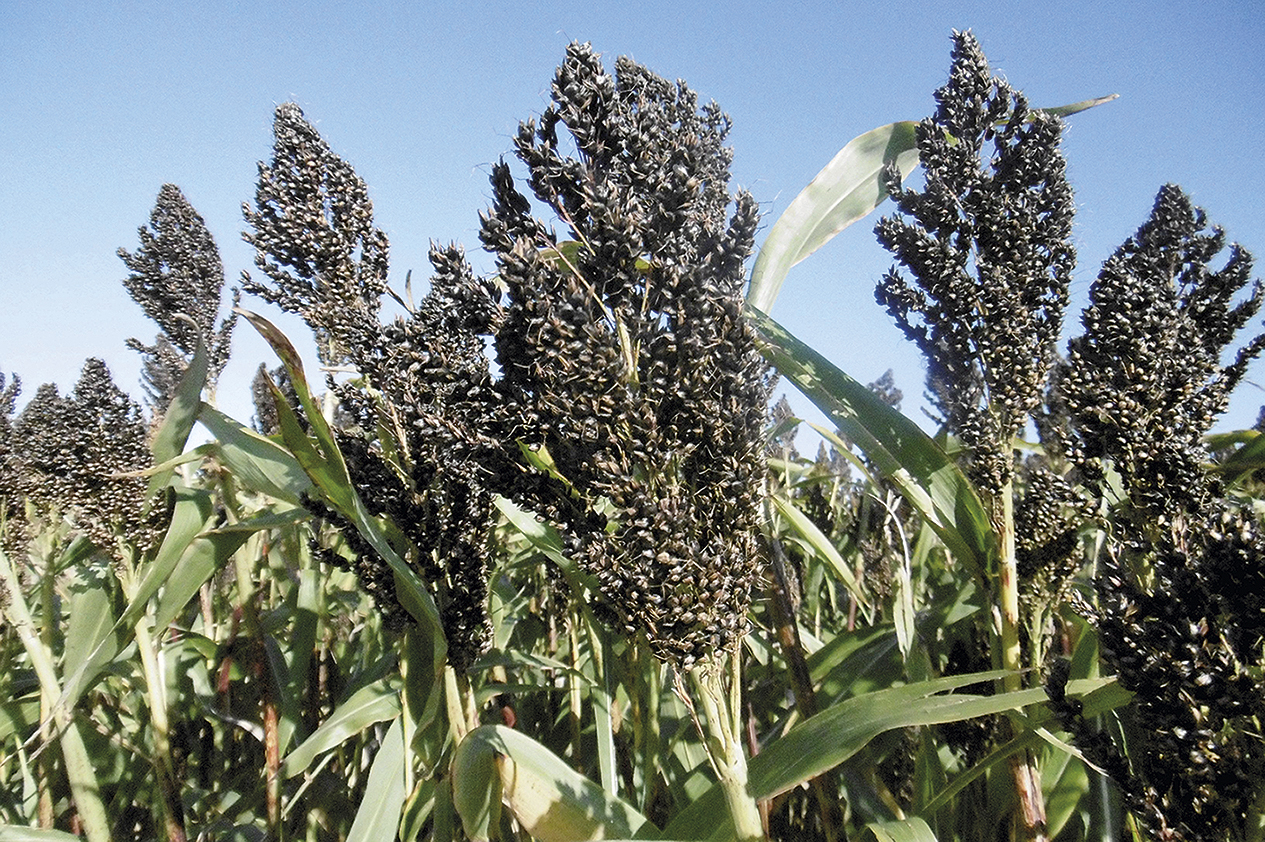 Ruzrok III            Foto: J. Hermuth