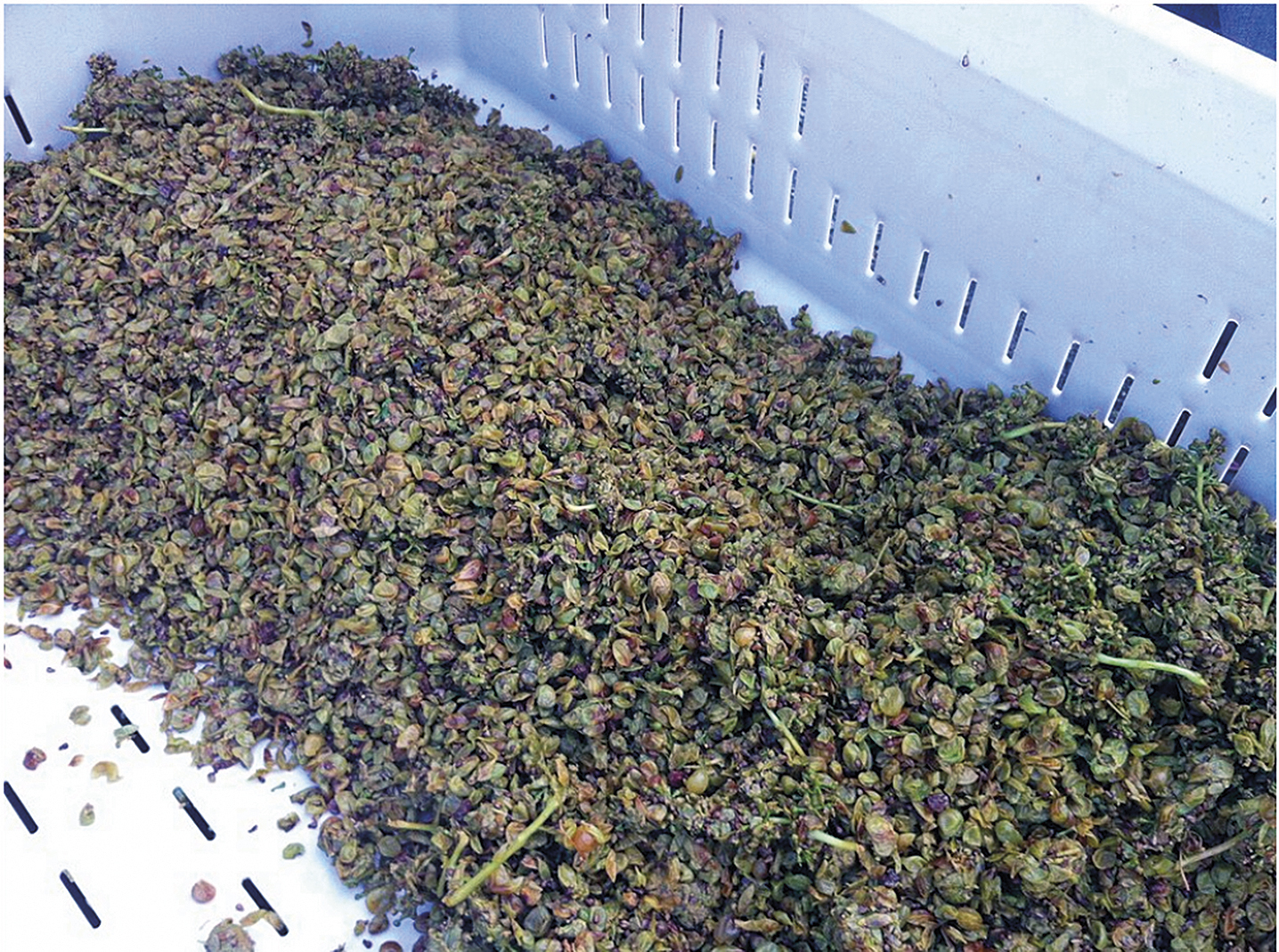 Matolina bv surovām stavu